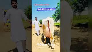 Gurwinder Dairy Farm | HF cow for sale | All India delivery