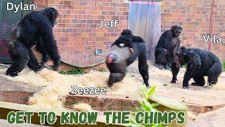 Get To Know The Chester Zoo Chimpanzee Troop