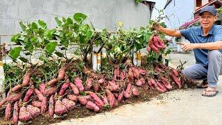 Tips Growing Sweet Potatoes Few People Know, No Cost Penny, Unbelievably Effective!