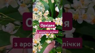 Орхідея з ароматом випічки / СМАЧНА КВІТКА  #квіти #онцидіум #flowers #orchid #beautiful