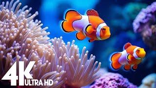 Aquarium 4K VIDEO (ULTRA HD)  Beautiful Underwater Life - Relaxing Piano