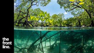 Mighty Mangroves of the Great Barrier Reef