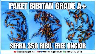 PAKET BIBITAN IKAN KOI BLITAR GRADE A PLUS, BAGUS DAN SERBA 350 RIBUAN | EPS 904