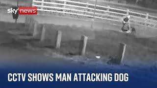 CCTV shows Llanelli man attacking dog