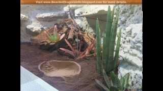 How to build a desert terrarium for a bearded dragon (pogona vitticeps)