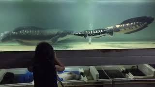 Melihat ikan toman terbesar || Toman raksasa || Giant Snakehead