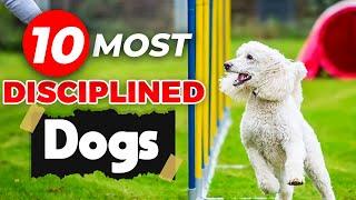 top 10 MOST Disciplined Dogs - You will Not Believe This