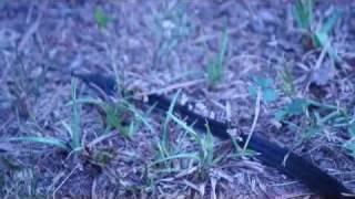 Black Racer Snake