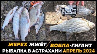 ВОБЛА ТРОНУЛАСЬ!!! БЕШЕНЫЙ ЖОР ХИЩНИКА!!! Рыбалка в Астрахани 2024 ГОД АПРЕЛЬ | ВЕСНА