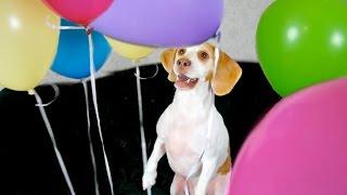 Dog Surprised with Balloons: Cute Dog Maymo