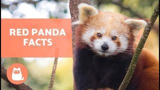 The RED PANDA ️ (Characteristics, Habitat, Diet and More!)