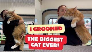 GROOMING THE BIGGEST CAT EVER- A MAINE COON