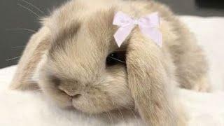 ྀི bunny beauty ˖⁺‧₊˚