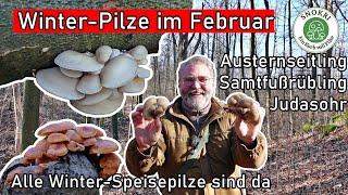 Wunderbare Pilze Anfang Februar - Pilze sammeln im Winter - Austernseitling-Samtfußrübling-Judasohr