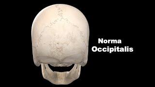 Norma occipitalis #Anatomy #mbbs #bds #education