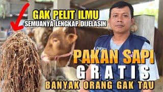 IDE BAHAN PAKAN SAPI GRATIS️Mudah Di Dapat, Sapi Cepat Gemuk, Gak Ribet Dan Bisa Langsung Panen