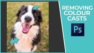 Removing colour casts in Photoshop - Pet Photography Editing Tutorial