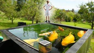 Breeding Koi in Switzerland - Crystal Clear Pond with **JUMBO** Karashigoi!!