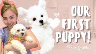 Bringing Home our first Bichon Frise Puppy + What to Prepare | TheSassyDentistPH