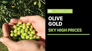 The skyrocketing price of olive oil | Landline | ABC News