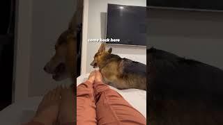 Corgi likes touching feet #corgi #dogs #pets