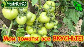 Подкормка для сладости томатов!  Все томаты будут вкусные без белых жилок! Просто полейте их 1 раз.