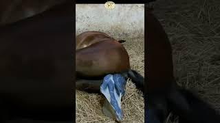 Horse giving birth without help 