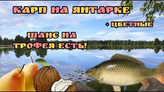 Карпы на Янтарке!Шанс на трофея есть!#рр4 #янтарка #янтарное