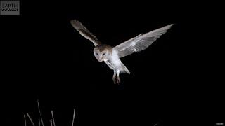 Barn Owl Attack In Slow Motion! | Earth Unplugged