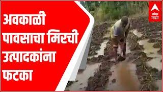 Raigad Rains : अवकाळी पावसाचा मिरची उत्पादकांना फटका ABP Majha