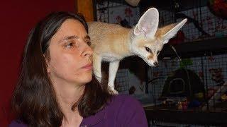 How To Get A Fennec Fox