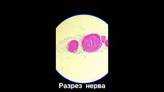 Под микроскопом #2 \ Биологические ткани \ Under microscope #2 \ Biological tissues