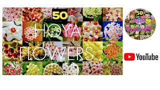 Different types of Hoya Flowers #Hoya