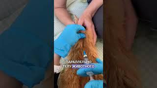 Как сделать подкожный укол в домашних условиях#vet #animal #животные #ветеринар #алматы