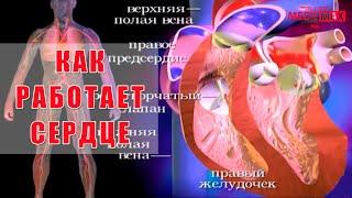 Как функционирует сердце | #сердце #сердечнососудистаясистема #физиология #сердцебиение #анатомия