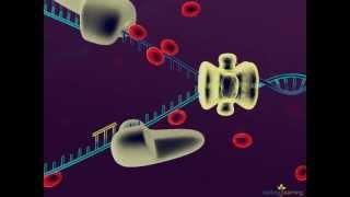 DNA Replication