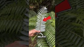 Jika Kamu Melihat Daun Ini Segera Bawa Pulang!! #shorts #viral #trending