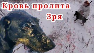 Подвели собак ‍️Охота на лис с ягдтерьеромJagdterrier hunting fox