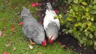 Two roosters nonstop crowing in the early morning !