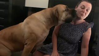 How Much does Boerboel Molly Love Her Mumma #trending #viralvideo #boerboel