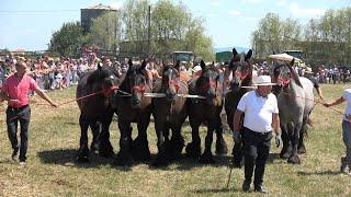 Expozitie cu cai de frumusete Madaras, Satu Mare 27 Iulie 2024 Nou!!!