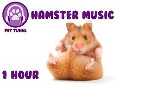 1 Hour of Relaxing Music for Your Pet Hamster