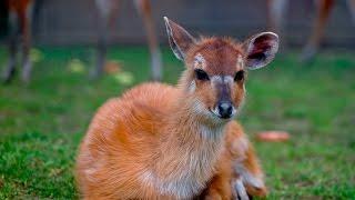 Idemo u Zoo: Šumska sitatunga