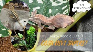 MUTA GECO CILIATUS, ecco cosa devi sapere. - CRESTED GECKO SHEDDING