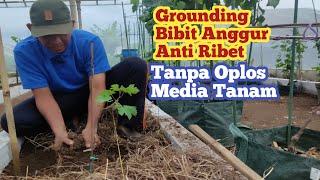 Cara Praktis Menanam Bibit Anggur Import: Tanpa Ribet Oplos Media Tanam!