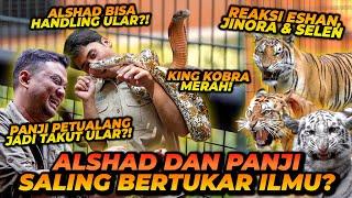 ALSHAD DAN PANJI BERTUKAR ILMU? LANGSUNG BISA HANDLING COBRA MERAH! ESHAN JINORA SELEN KETEMU COBRA!