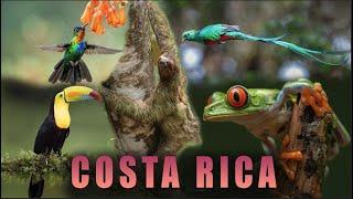 Costa Rica - A Wildlife Heaven - Into the Rainforest - A Tropical Paradise