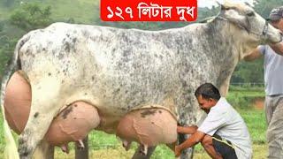 বর্তমান বিশ্বের সবচেয়ে বেশি দুধ দেওয়া ৫টি গাভী | গরু গুলোকে দেখে অবাক হয়ে যাবেন/highly milking cow