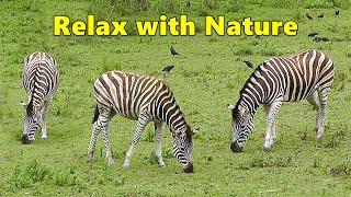 TV for Dogs : Dog Relaxation TV & Videos - Zebra Fun ~ Relax with Nature