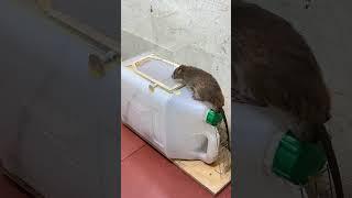 Easy mouse trap/Best mousetrap ideas from plastic cans #mouse #rattrap #mousetrap